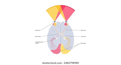 El nervio óptico del ojo humano. Enviando mensajes visuales de ojo a cerebro. Segundo nervio craneal. Tracto óptico y quiasma. Ilustración vectorial plana del tálamo, corteza visual y globos oculares