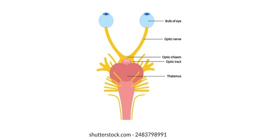 Optic nerve of the human eye anatomical poster. Sending visual messages from eye to brain. Second cranial nerve. Optic tract and chiasm. Thalamus, visual cortex and eyeballs flat vector illustration