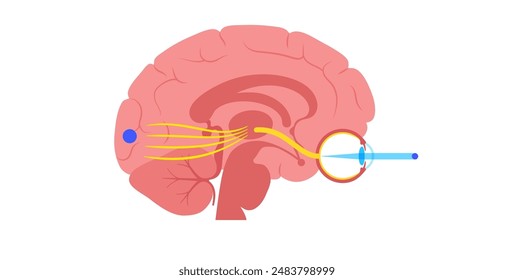 Optic nerve of the human eye anatomical poster. Sending visual messages from eye to brain. Second cranial nerve. Optic tract and chiasm. Thalamus, visual cortex and eyeballs flat vector illustration