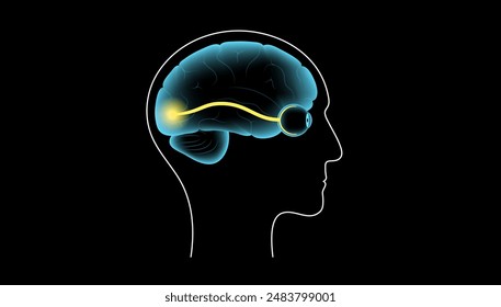 Optic nerve of the human eye anatomical poster. Sending visual messages from eye to brain. Second cranial nerve. Optic tract and chiasm. Thalamus, visual cortex and eyeballs flat vector illustration