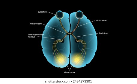 Optic nerve of the human eye anatomical poster. Sending visual messages from eye to brain. Second cranial nerve. Optic tract and chiasm. Thalamus, visual cortex and eyeballs flat vector illustration