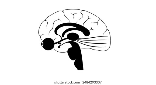 El nervio óptico del ojo humano. Enviando mensajes visuales de ojo a cerebro. Segundo nervio craneal. Tracto óptico y quiasma. Ilustración vectorial plana del tálamo, corteza visual y globos oculares