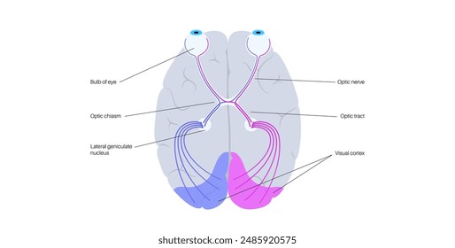 Optic nerve of the human eye anatomical poster. Sending visual messages from eye to brain. Second cranial nerve. Optic tract and chiasm. Thalamus, visual cortex and eyeballs flat vector illustration