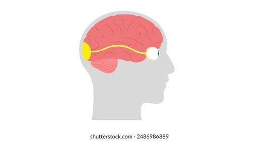 El nervio óptico del ojo humano. Enviando mensajes visuales de ojo a cerebro. Segundo nervio craneal. Tracto óptico y quiasma. Ilustración vectorial plana del tálamo, corteza visual y globos oculares