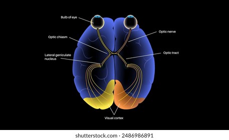 El nervio óptico del ojo humano. Enviando mensajes visuales de ojo a cerebro. Segundo nervio craneal. Tracto óptico y quiasma. Ilustración vectorial plana del tálamo, corteza visual y globos oculares