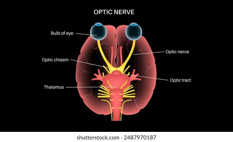 Optic nerve of the human eye anatomical poster. Sending visual messages from eye to brain. Second cranial nerve. Optic tract and chiasm. Thalamus, visual cortex and eyeballs flat vector illustration