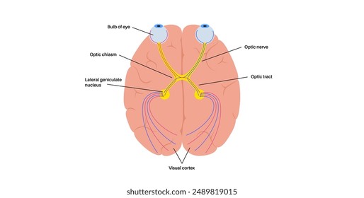 Optic nerve of the human eye anatomical poster. Sending visual messages from eye to brain. Second cranial nerve. Optic tract and chiasm. Thalamus, visual cortex and eyeballs flat vector illustration