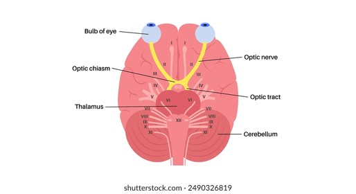 El nervio óptico del ojo humano. Enviando mensajes visuales de ojo a cerebro. Segundo nervio craneal. Tracto óptico y quiasma. Ilustración vectorial plana del tálamo, corteza visual y globos oculares