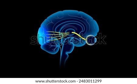Optic nerve of the human eye anatomical poster. Sending visual messages from eye to brain. Second cranial nerve. Optic tract and chiasm. Thalamus, visual cortex and eyeballs flat vector illustration
