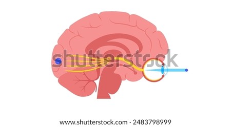 Optic nerve of the human eye anatomical poster. Sending visual messages from eye to brain. Second cranial nerve. Optic tract and chiasm. Thalamus, visual cortex and eyeballs flat vector illustration