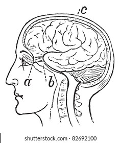 Optic Nerve, Vintage Engraved Illustration. Trousset Encyclopedia (1886 - 1891).