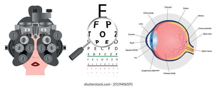 Optometry eye health care vision examination diagnostic with eye anatomy