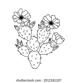 Opuntia cactus. Vector stock illustration eps10. Hand drawing, isolate on a white background, outline. 