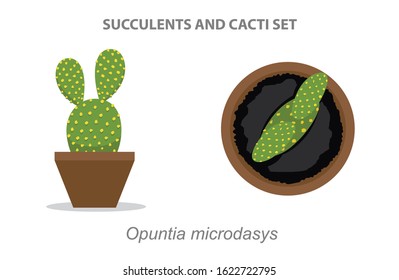 Opuntia microdasys Succulent and Cacti Set Vector Illustration