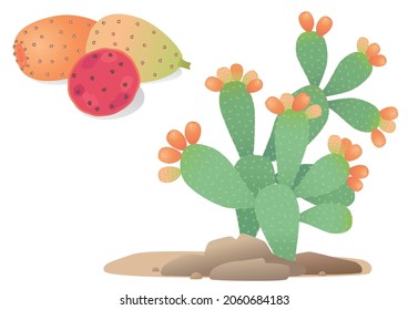 Opuntia plant. Prickly pear. Isolated