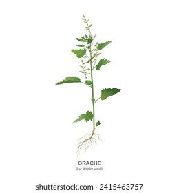 Orache grass with leaves, inflorescences and root is a weed plant, the garden species of which (Atriplex hortensis) are eaten. Vector drawing isolated on white background.