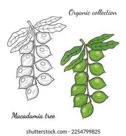 Oraganic collection. Vector graphic illustration with macadamia tree branch