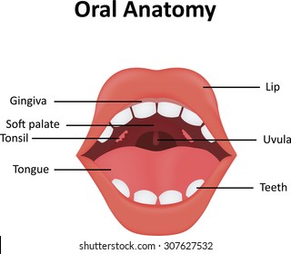 Oral Anatomy
