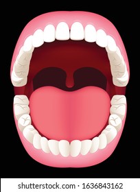 Oral cavity. Human mouth anatomy model. Graphic vector