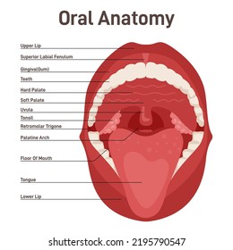 Oral cavity. Human mouth anatomy model. Open human mouth and dentistry. Anatomical banner with captions. Flat vector illustration