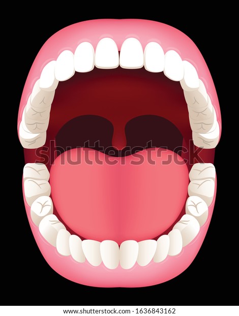 Oral\
cavity. Human mouth anatomy model. Graphic\
vector