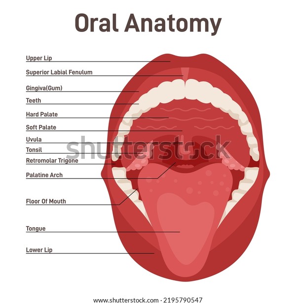 Oral Cavity Human Mouth Anatomy Model Stock Vector (Royalty Free ...