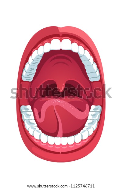 Oral cavity.\
Human open mouth anatomy model. Infographic design for educational\
poster. Open mouth anatomy and dentistry. Flat style isolated\
vector visual aid\
illustration