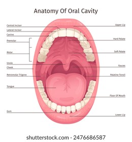 Oral cavity infographic. Human mouth inside parts structure anatomy system teeth dentistry diagram, open throat tooth tongue lips dental hygiene scheme, swanky vector illustration