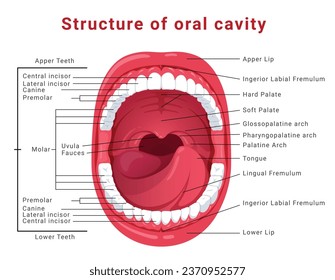 Oral cavity structure infographic medical scheme with open mouth isometric vector illustration. Human anatomy dentistry model with tongue and teeth educational health care stomatology banner