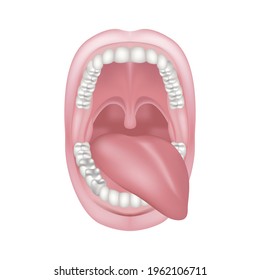 Oral cavity with tongue sticking out to one side. The structure of the teeth. Anatomy of the mouth. Vector illustration.