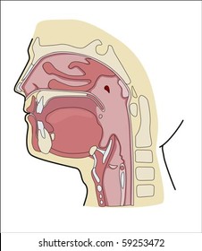 Oral cavity.Illustration isolated on white background.