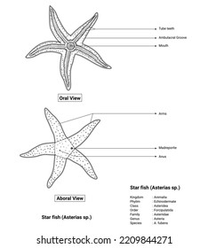 Oral View and Aboral View Star Fish Outline Design