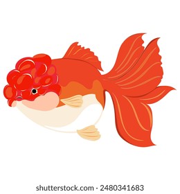 Oranda Goldfish for Life cree