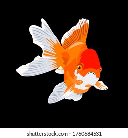 Diseño de vectores con el logotipo de Oranda Goldfish