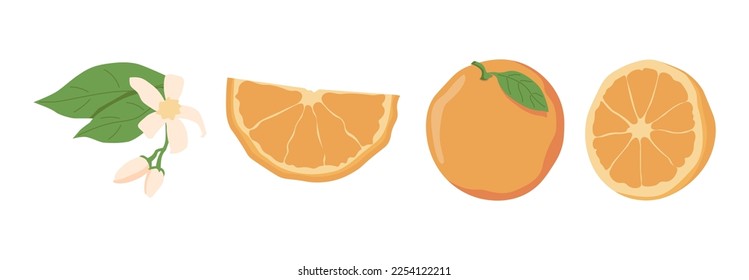 Orang fruit. Oranges that are segmented on a white background.