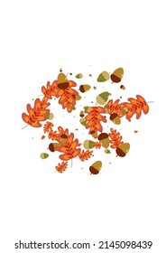 Orange Acorn Background White Vector. Oak Organic Design. Green Herb. Floral Set. Golden Foliage Isolated.