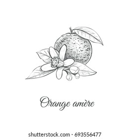 Orange amere Vector illustration. Bitter orange Hand drawing Citrus aurantium 
