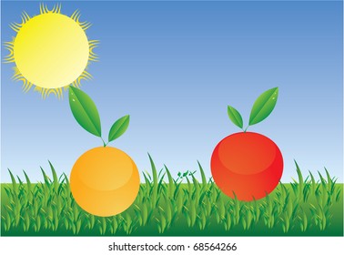 orange and apple on sun vector