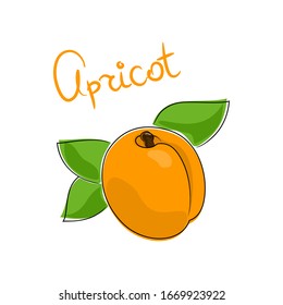 Apricot naranja y texto Apricot, fruto aislado en fondo blanco, ilustración vectorial