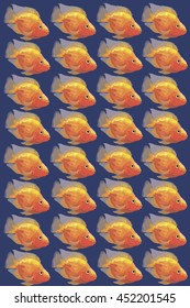  Orange aquarium fish parrot