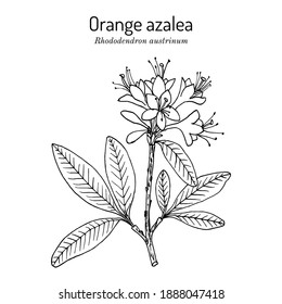 Orange azalea (Rhododendron austrinum) the official state wild flower Georgia  Botanical hand drawn vector illustration