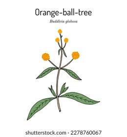 Orange Ball Tree (Buddleja globosa), ornamental and medicinal plant. Hand drawn botanical vector illustration