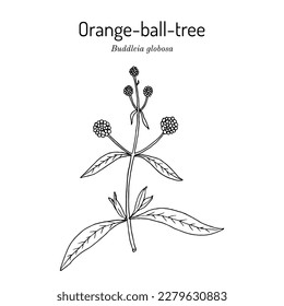 Orange Ball Tree (Buddleja globosa), ornamental and medicinal plant. Hand drawn botanical vector illustration