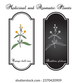 Orange Ball Tree (Buddleja globosa), ornamental and medicinal plant. Hand drawn botanical vector illustration