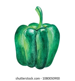 Orange Bell pepper Watercolor hand drawn illustration isolated on white background