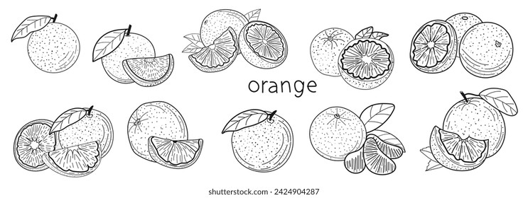 Conjunto de bayas de naranja, fruta, ilustración para diseñadores, boceto, árbol, color, rama con naranjas para pegatina, icono, arte de línea.