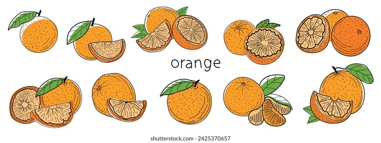 Orange berry set, fruit, illustration for designers, sketch, tree, color, branch with oranges for sticker, icon, line art.