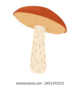 Orange birch bolete mushroom. Leccinum fungi. Edible forest mushrooms. Vegetarian fungi brown cap boletus. Botanical flat vector illustration isolated on white background. 