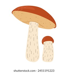 Orange birch bolete mushroom. Leccinum fungi. Edible forest mushrooms. Vegetarian fungi brown cap boletus. Botanical flat vector illustration isolated on white background. 