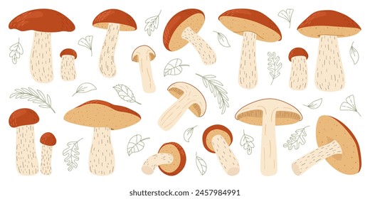 Orange birch bolete mushroom set. Leccinum fungi. Edible forest mushrooms collection. Vegetarian fungi brown cap boletus. Botanical flat vector illustration isolated on white background. 